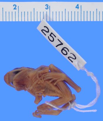 Media type: image; Herpetology A-25762